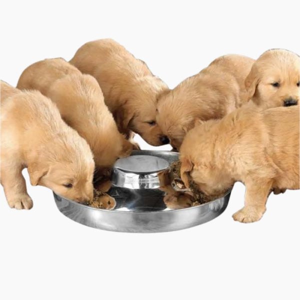 ProSelect Puppy Dish 11In